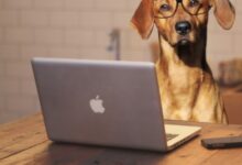2023-03-21-Buerohunde